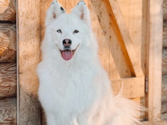 Sima wunderschöne Yakutische Laika 6 Jahre