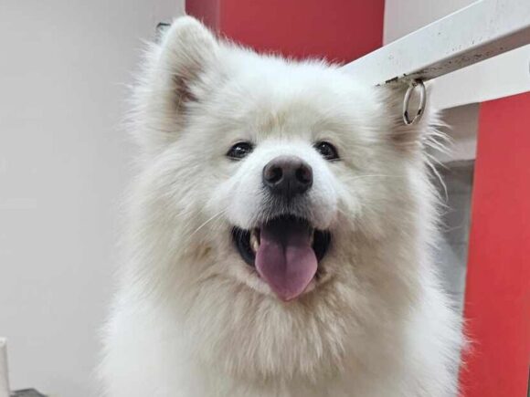 Acon, 2 Jahre sucht dringend sein Zuhause