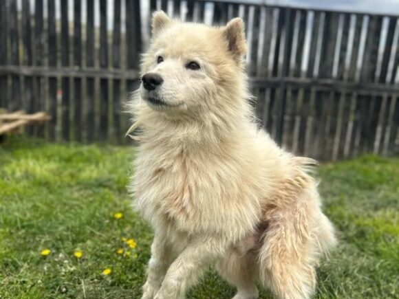 Maddox, sitzt auf gepacktem Koffer