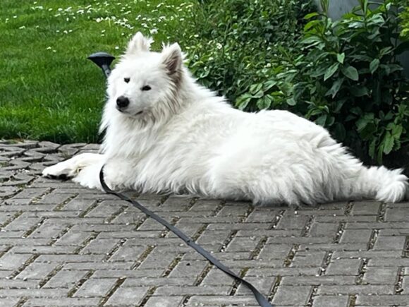 Tuti der Kuschelige