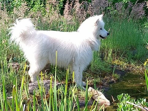 Jasper – eigentlich ein Traumhund