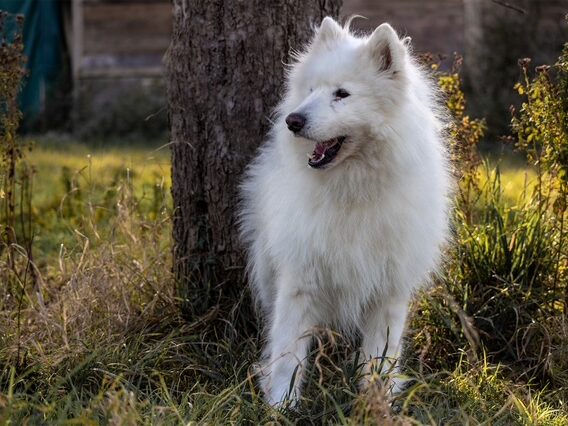 Balou – altes Spiel – neues Glück…