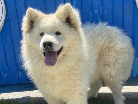 Masum (= der Unschuldige)