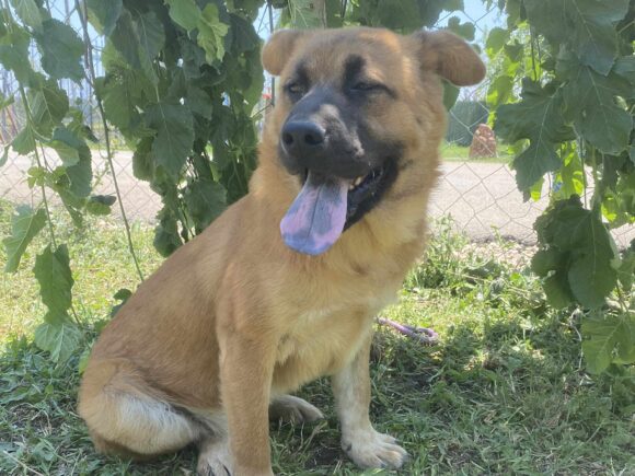 Barney