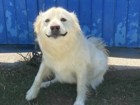 Oscar die Grinsebacke