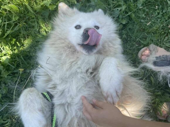 Lajka, liebt Katzen und Hunde