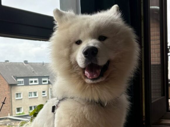 MaxMax Miki