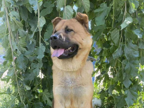 Bear – der Evajoker