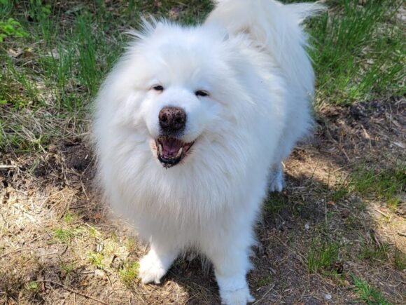 Issko