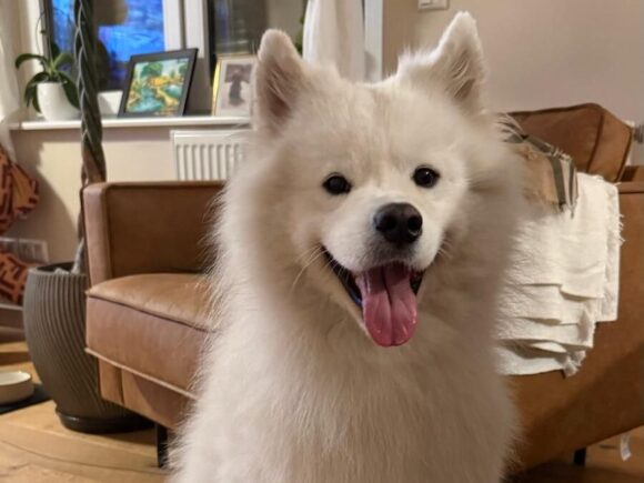 Merlin kinderfreundlicher netter Samojede