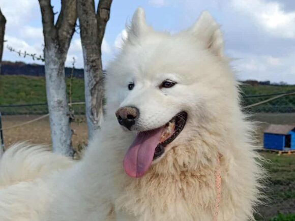 Inci – bedeutet Perle