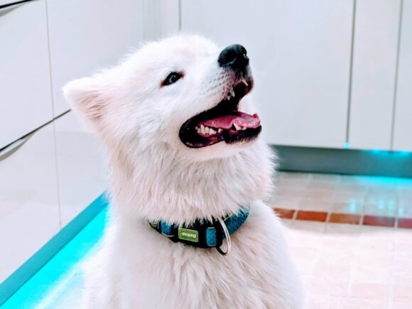 Malvin Suche  langweiligen, passiven Menschen für ein Upgrade ins absolute Chaos! (Hund sucht)