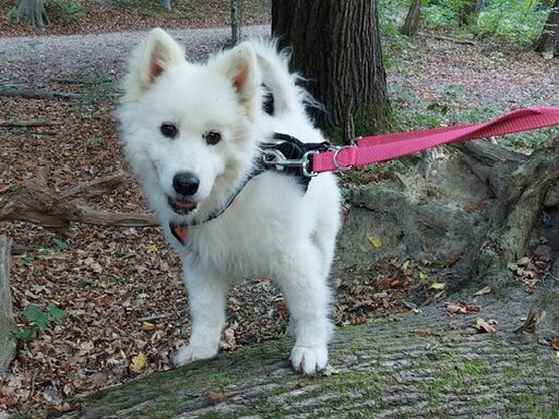 Berfin, freundliche Schnee(flocke)