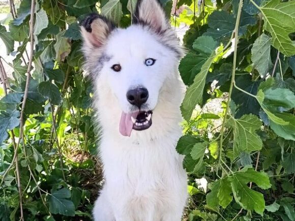 Ares – Charakterhund mit Herz und Haltung