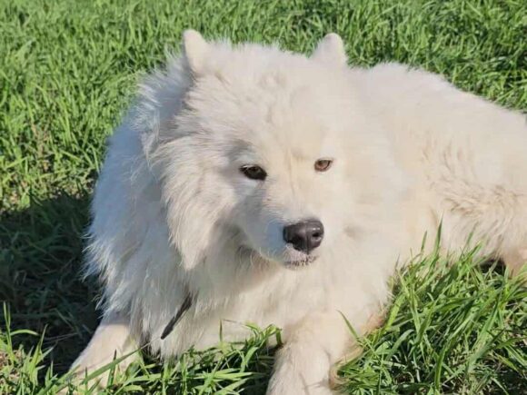 received_1423031478796065-aspect-ratio-4-3