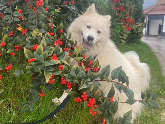 Alva unser Blumenmädchen