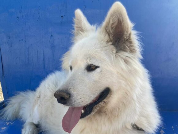 Gudrun oder die, die keine Esel mag