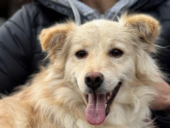 Moli – wenns nicht ganz so groß sein soll