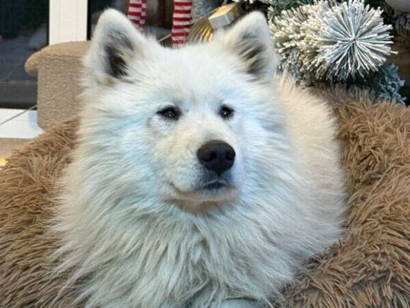 Rhaegal – unser süßer „Drache“ mit großem Herz