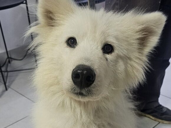 Ketty – drei Beine, ganz viel Herz