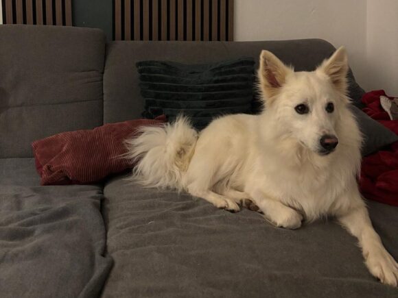 Oscar die Grinsebacke