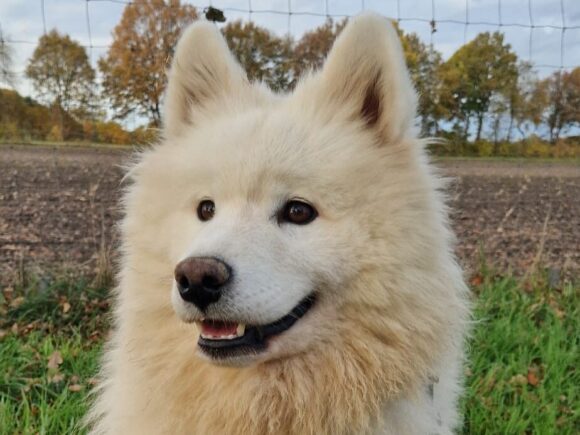 Inci – bedeutet Perle