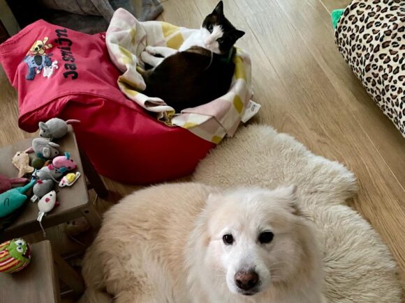 Lajka, liebt Katzen und Hunde