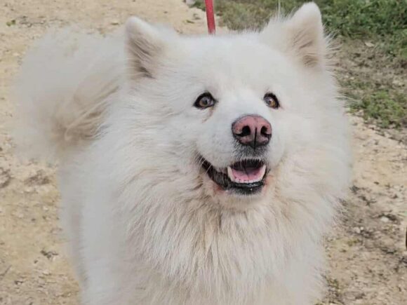 Tobi – auf der Suche nach einem sicheren Hafen