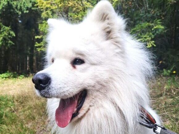 Senior Shon – auf der Suche nach seinem Zuhause