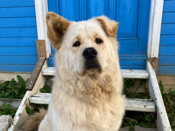 Kaya – ein bisquitt Knicköhrchen