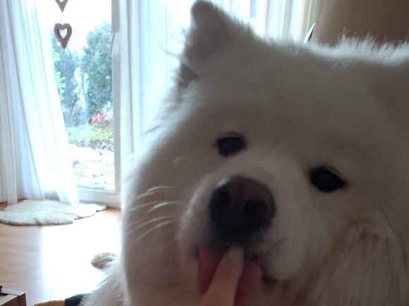 Tommi – unverkennbar