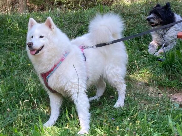 Shira (vormals July)