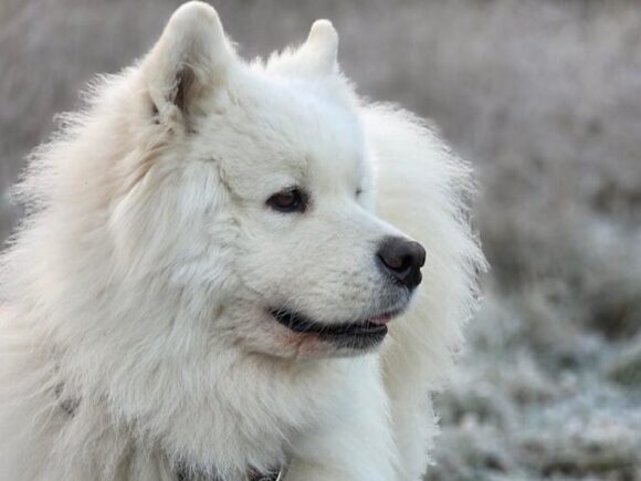 Snowy perfekter Hund im besten Alter