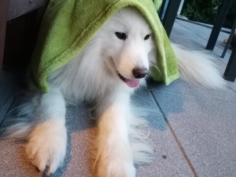 Jano, aktiver Jungspund