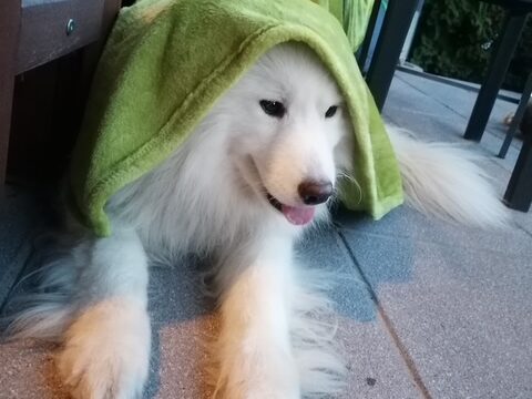 Sammi der sportliche