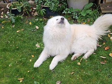 Piko – in den besten Jahren