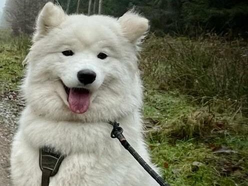 Rose ein Powerpäckchen