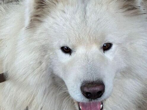 Šapa, bedeutet ‚Pfote‘