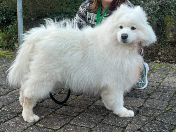 Aisa freundliche Samojedenhündin 5 Jahre sehr verschmust
