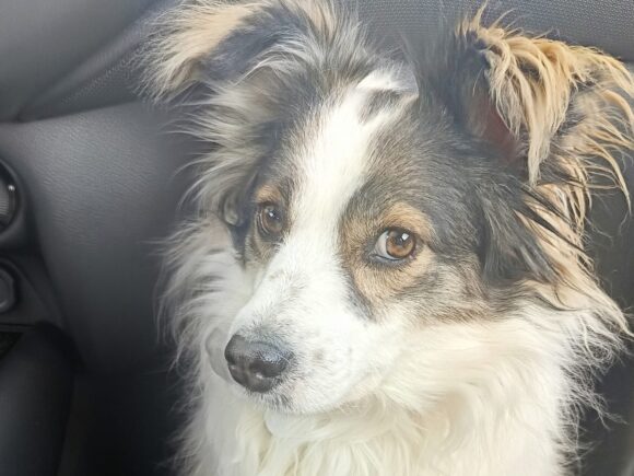 Bjelka, die sanfte Genießerin auf vier Pfoten