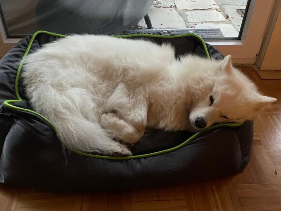 Schneekönigin Blondy