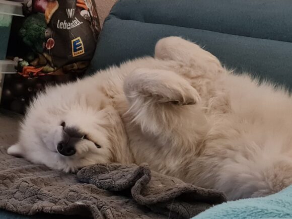 Ivy – ein Bilderbuch Samojede