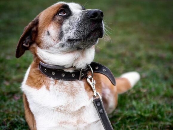 Ritchy 6 Jahre, netter, ruhiger  Mischling liebt Kinder, Katzen, Artgenossen und gute Bücher