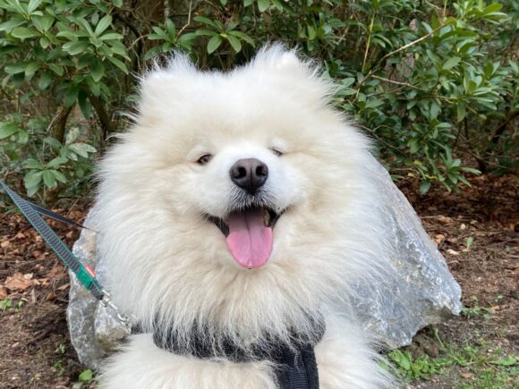 Puschkin kleiner Samojedenrüde 1-2 Jahre alt, freundlich, quirlig, kennt Katzen