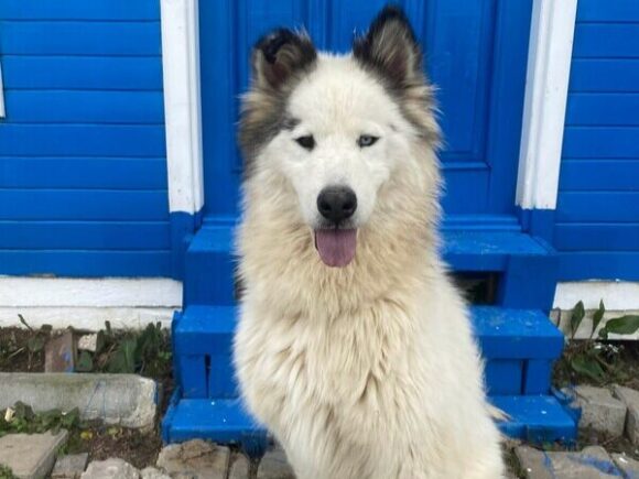 Ares – Charakterhund mit Herz und Haltung