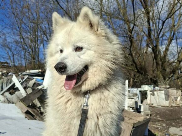 Snowly der, der alle liebt