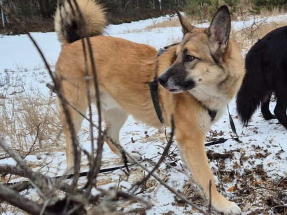 Bruno der Trickkünstler