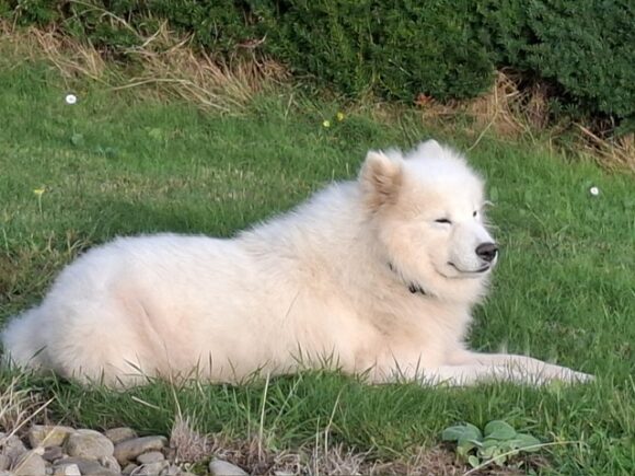 Maddox – kurzes Glück