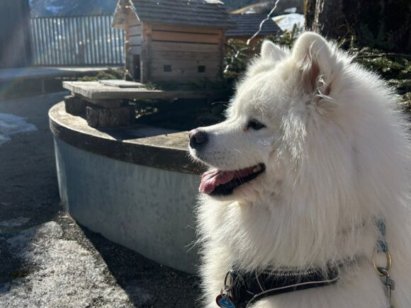 Merlin kinderfreundlicher netter Samojede