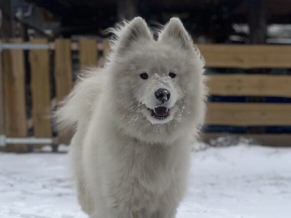 Koda (Balder) der Sensible